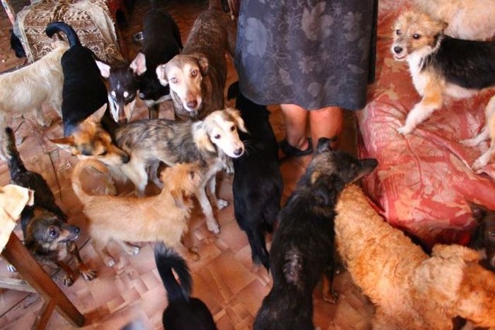 В Челябинске семья лишилась «трёшки» из-за любви к бродячим собакам