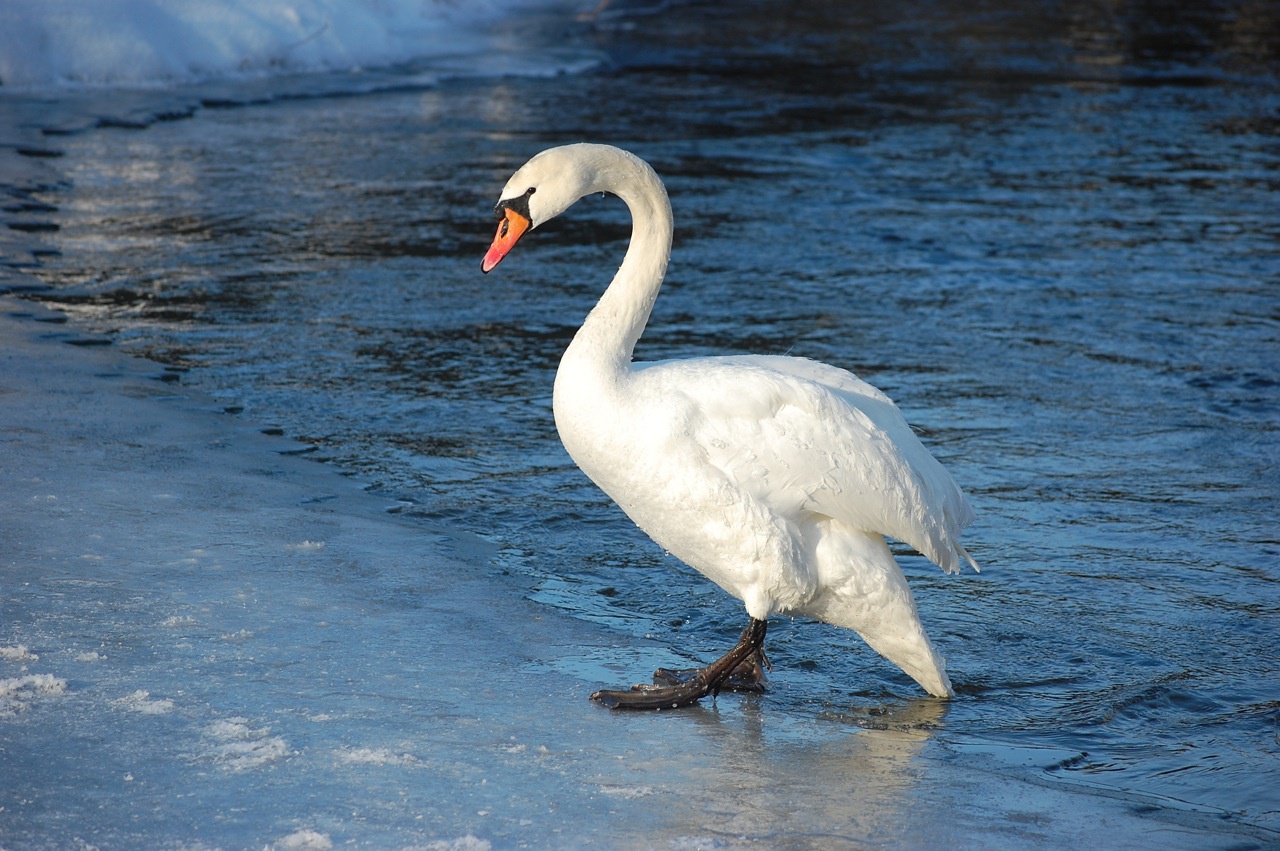 Приют для диких животных в Челябинске приютил лебедя с отмороженными лапками