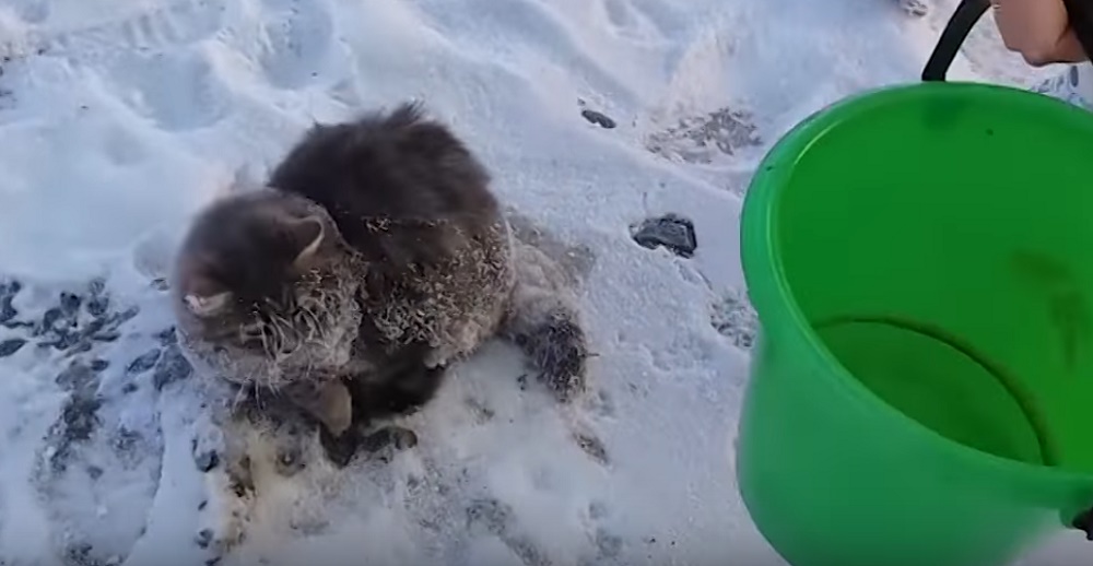 Златоустовцы спасли кота, примерзшего ко льду