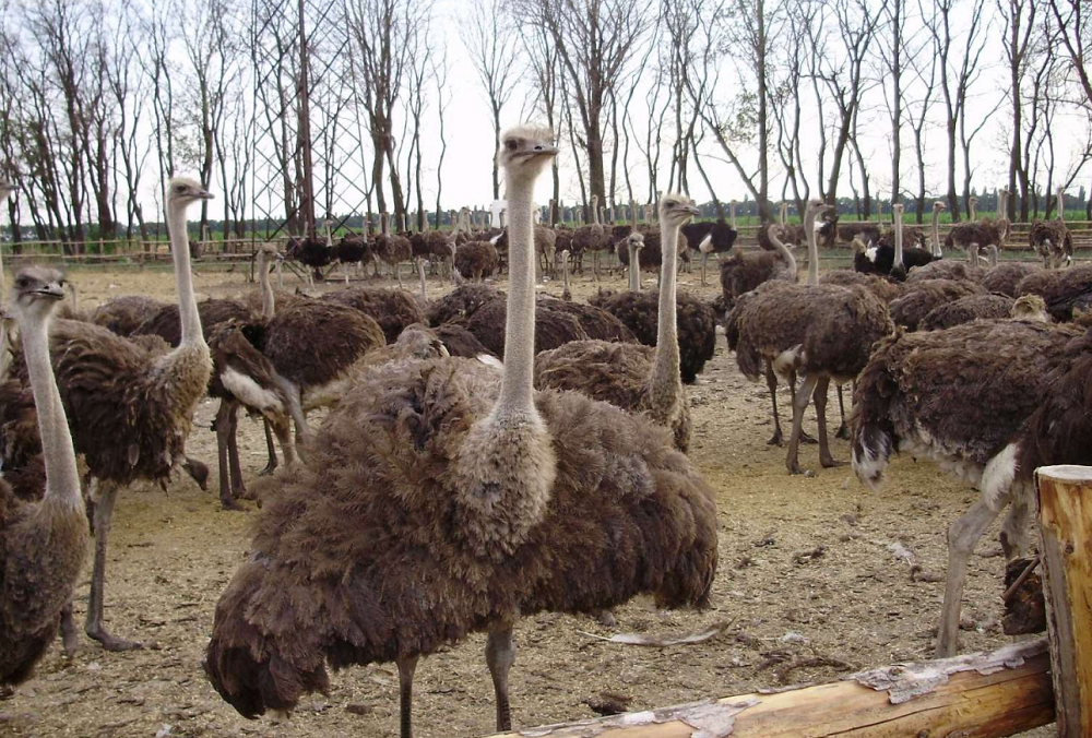 Разведение страусов – южноуральские аферисты осуждены