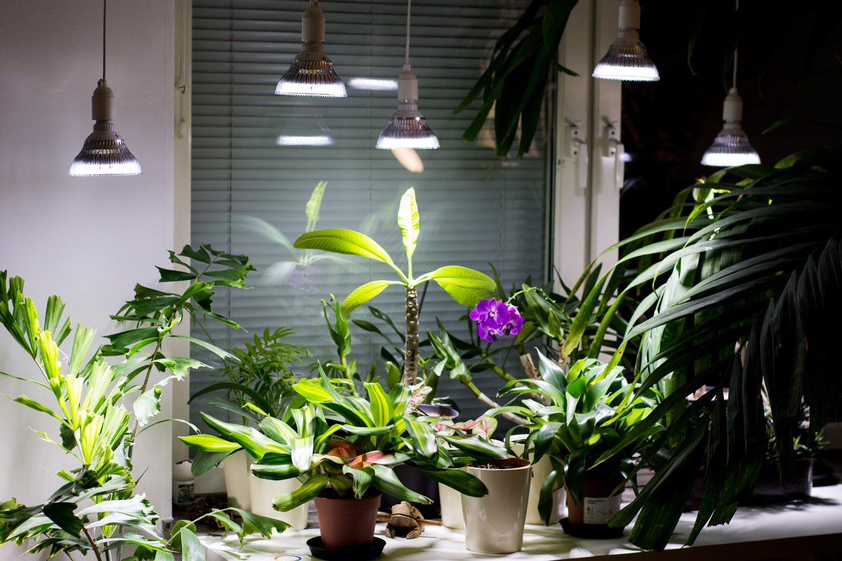 Тонкости выбора искусственного освещения для растений
