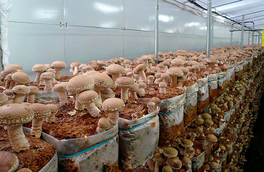 Выращивание грибов шиитаке в домашних условиях: просто и прибыльно